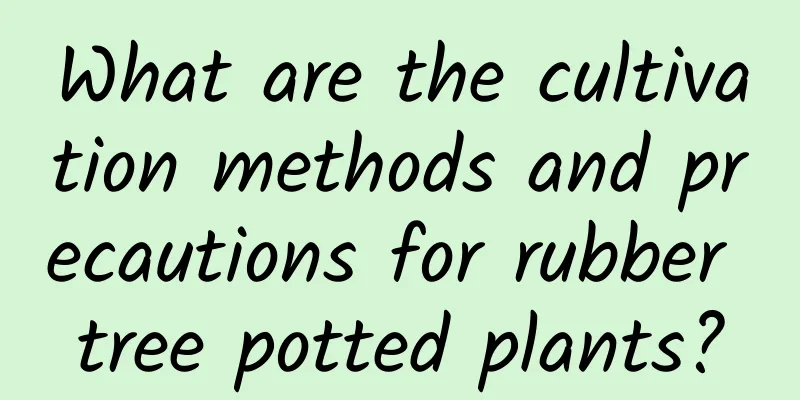 What are the cultivation methods and precautions for rubber tree potted plants?
