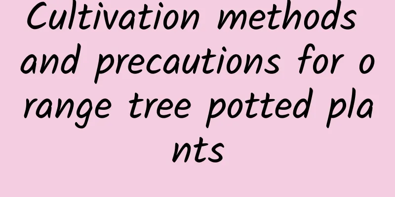 Cultivation methods and precautions for orange tree potted plants