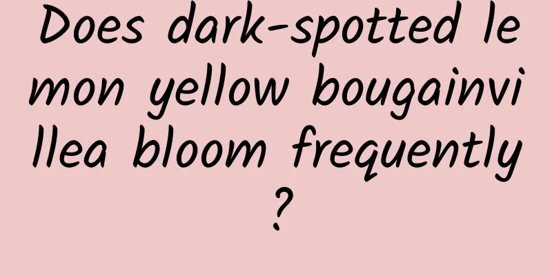 Does dark-spotted lemon yellow bougainvillea bloom frequently?