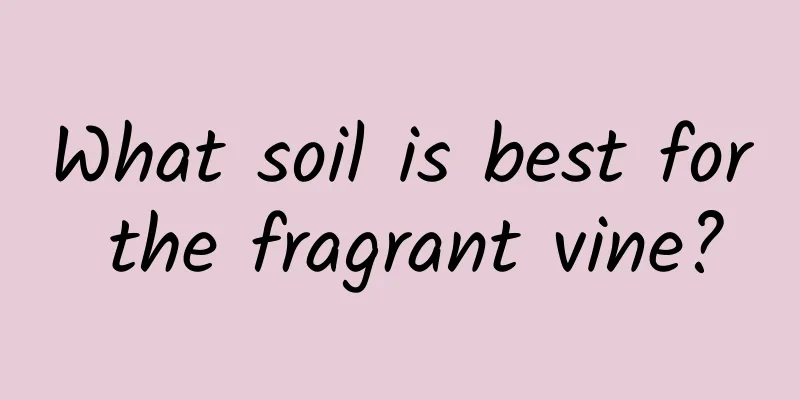 What soil is best for the fragrant vine?