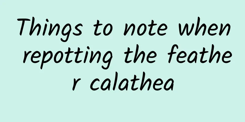 Things to note when repotting the feather calathea