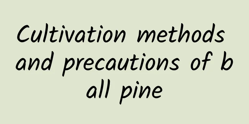 Cultivation methods and precautions of ball pine