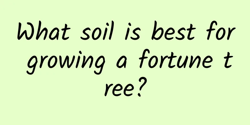 What soil is best for growing a fortune tree?
