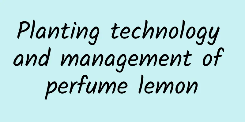 Planting technology and management of perfume lemon