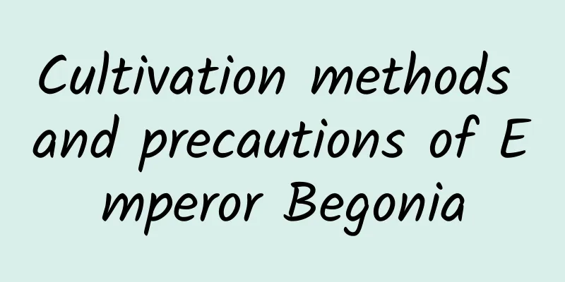 Cultivation methods and precautions of Emperor Begonia