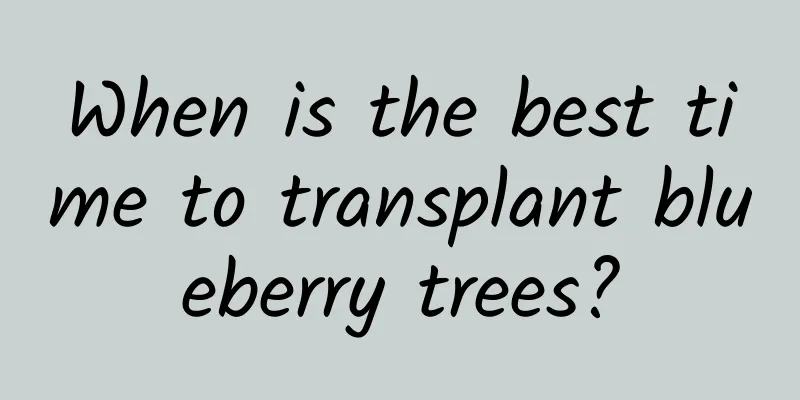 When is the best time to transplant blueberry trees?