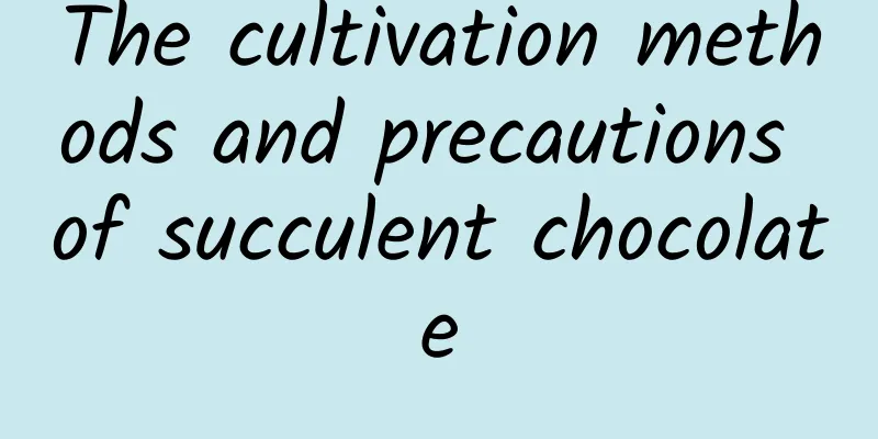 The cultivation methods and precautions of succulent chocolate