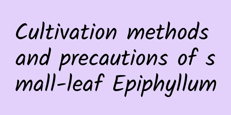 Cultivation methods and precautions of small-leaf Epiphyllum