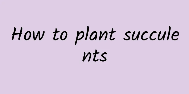 How to plant succulents