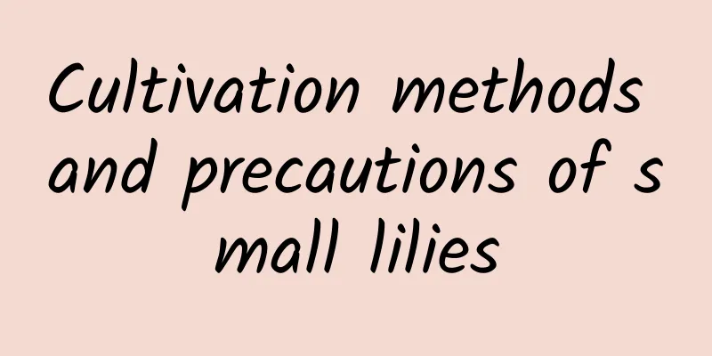 Cultivation methods and precautions of small lilies