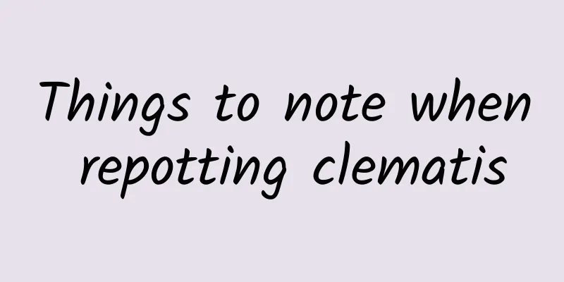 Things to note when repotting clematis
