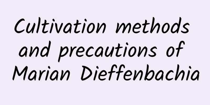 Cultivation methods and precautions of Marian Dieffenbachia