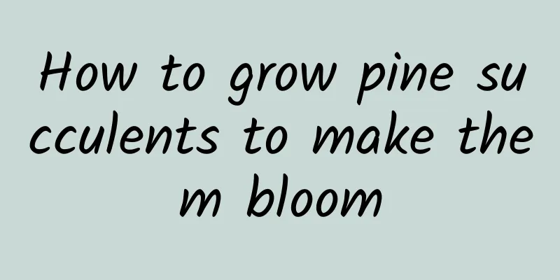 How to grow pine succulents to make them bloom