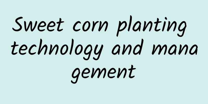 Sweet corn planting technology and management