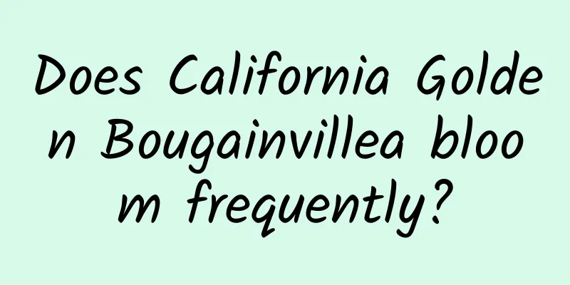 Does California Golden Bougainvillea bloom frequently?