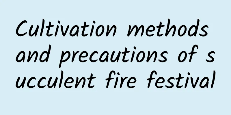 Cultivation methods and precautions of succulent fire festival