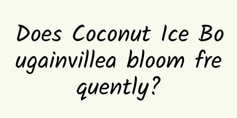 Does Coconut Ice Bougainvillea bloom frequently?