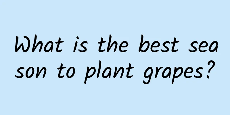 What is the best season to plant grapes?