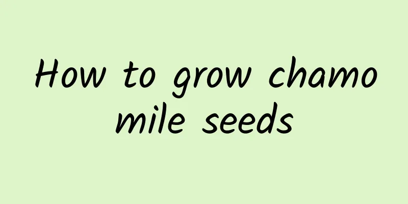 How to grow chamomile seeds