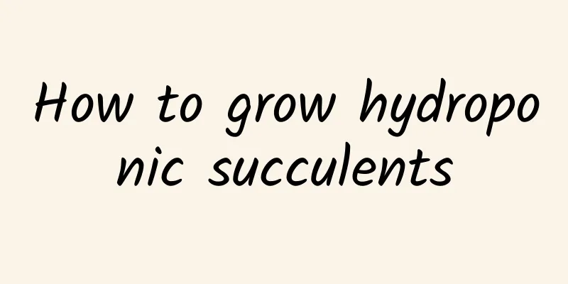 How to grow hydroponic succulents