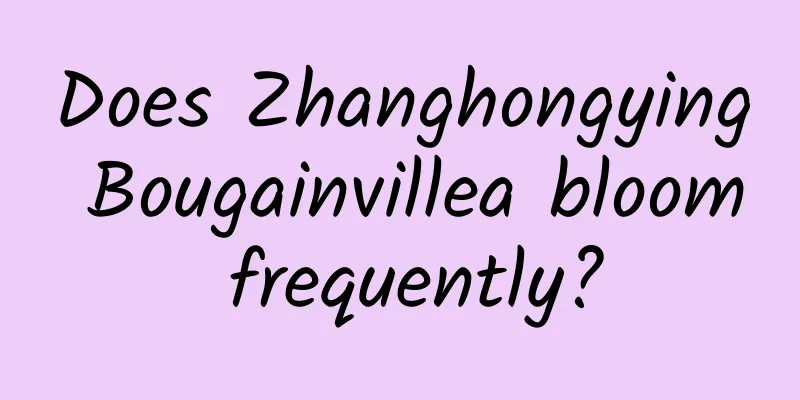 Does Zhanghongying Bougainvillea bloom frequently?