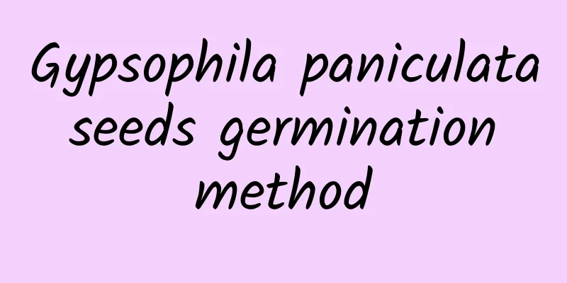 Gypsophila paniculata seeds germination method