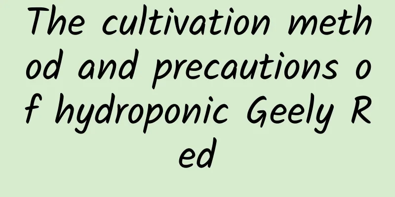 The cultivation method and precautions of hydroponic Geely Red