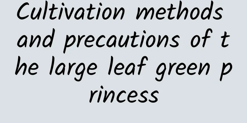 Cultivation methods and precautions of the large leaf green princess