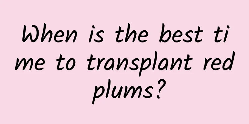 When is the best time to transplant red plums?