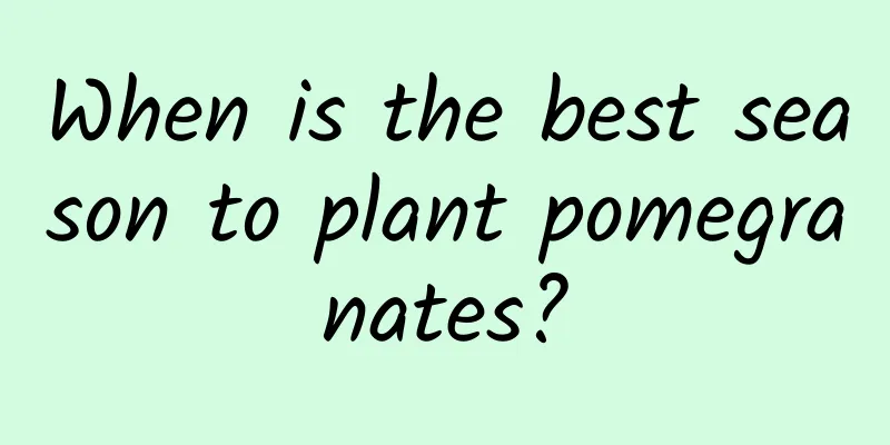 When is the best season to plant pomegranates?