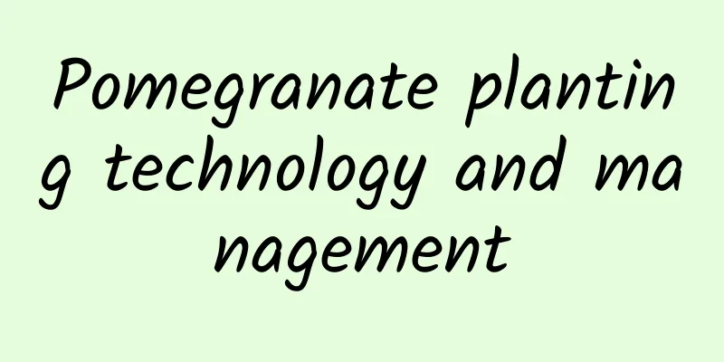 Pomegranate planting technology and management