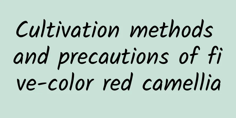 Cultivation methods and precautions of five-color red camellia