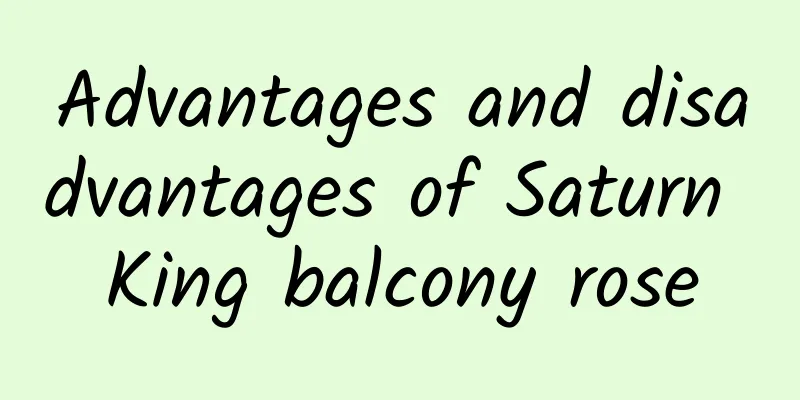 Advantages and disadvantages of Saturn King balcony rose