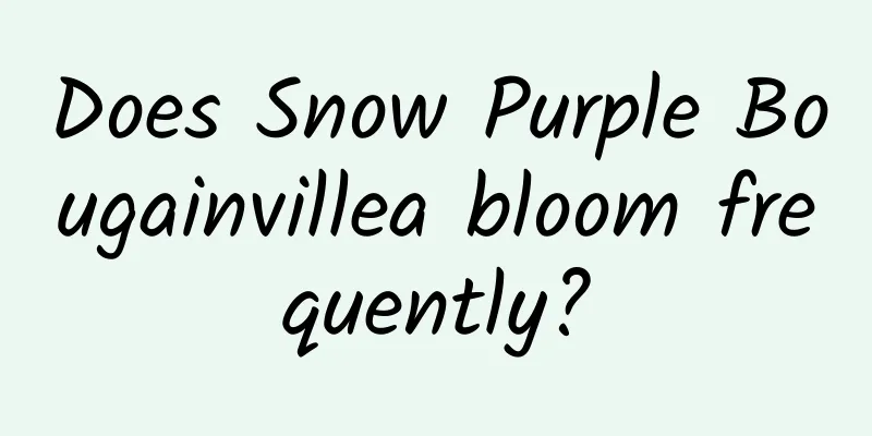 Does Snow Purple Bougainvillea bloom frequently?