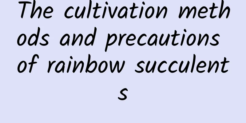 The cultivation methods and precautions of rainbow succulents