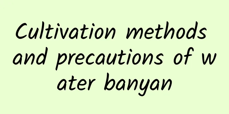 Cultivation methods and precautions of water banyan