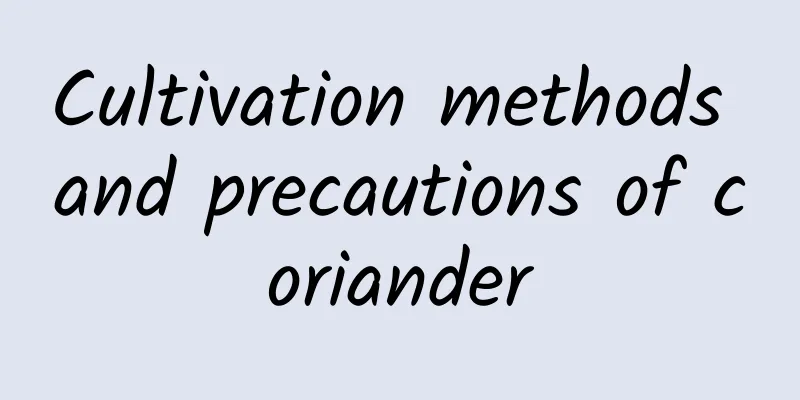 Cultivation methods and precautions of coriander