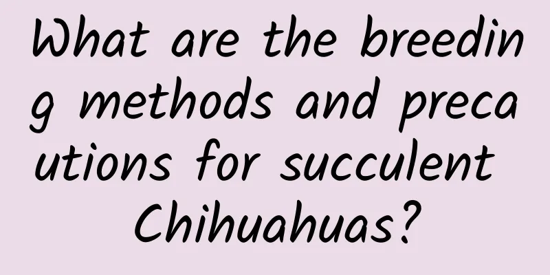 What are the breeding methods and precautions for succulent Chihuahuas?