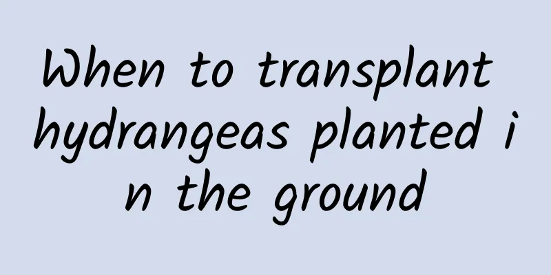 When to transplant hydrangeas planted in the ground