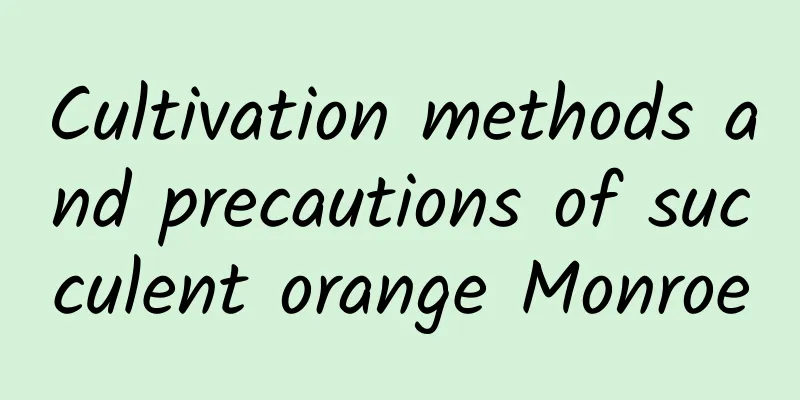 Cultivation methods and precautions of succulent orange Monroe