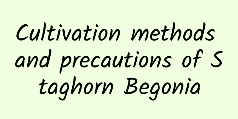 Cultivation methods and precautions of Staghorn Begonia