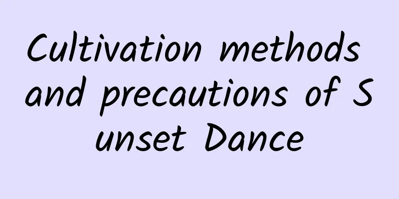 Cultivation methods and precautions of Sunset Dance