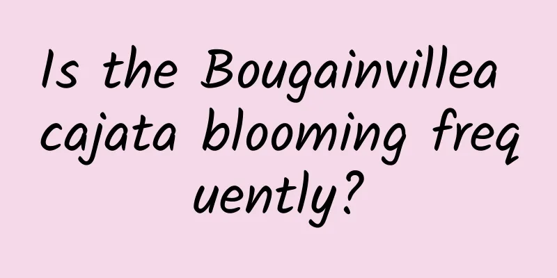Is the Bougainvillea cajata blooming frequently?