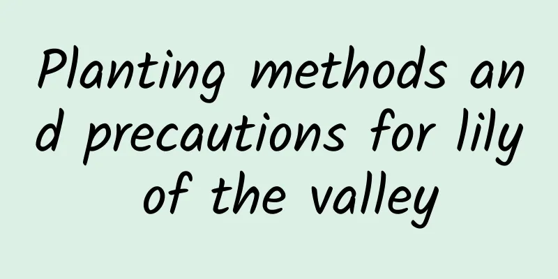 Planting methods and precautions for lily of the valley