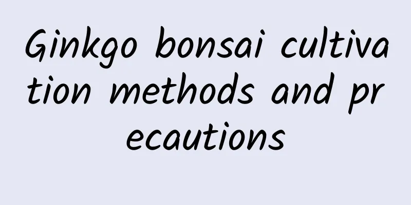 Ginkgo bonsai cultivation methods and precautions