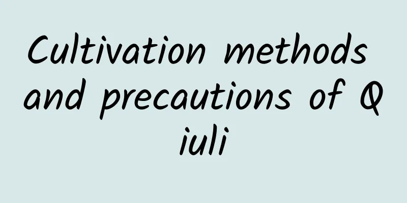Cultivation methods and precautions of Qiuli