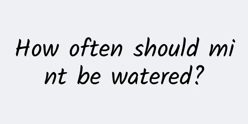How often should mint be watered?