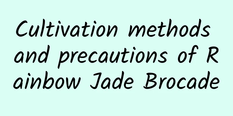 Cultivation methods and precautions of Rainbow Jade Brocade