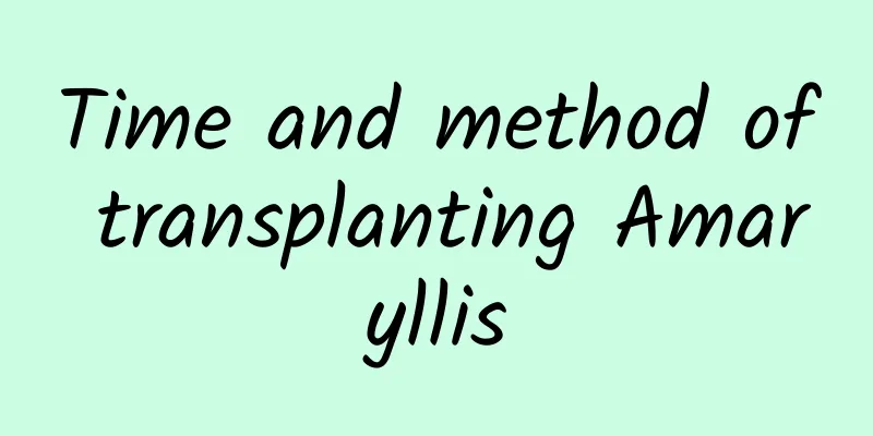 Time and method of transplanting Amaryllis