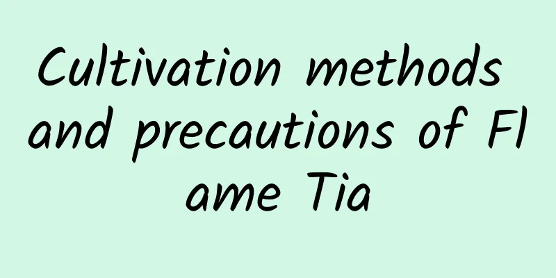 Cultivation methods and precautions of Flame Tia
